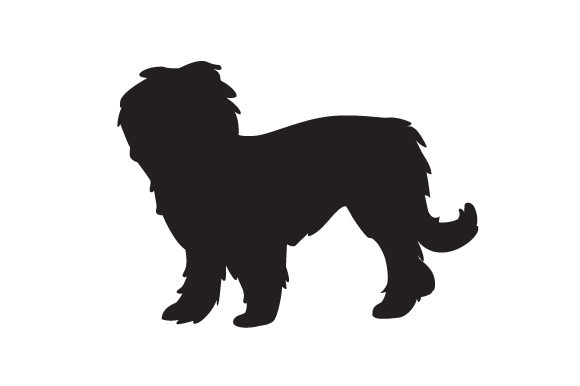 Briard Dog